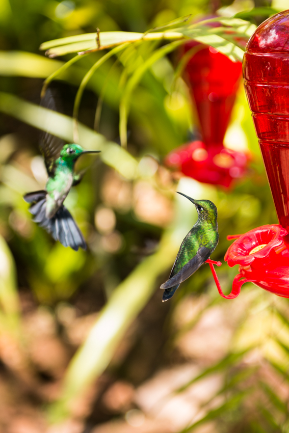 La Paz Hummingbirds